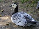 Barnacle Goose (WWT Slimbridge September 2013) - pic by Nigel Key